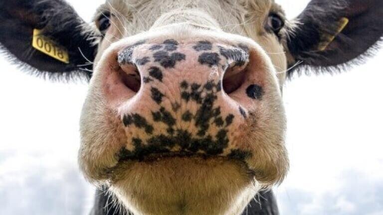 Does a Cow's Diet Affect Their Milk? - Chromatography Explores
