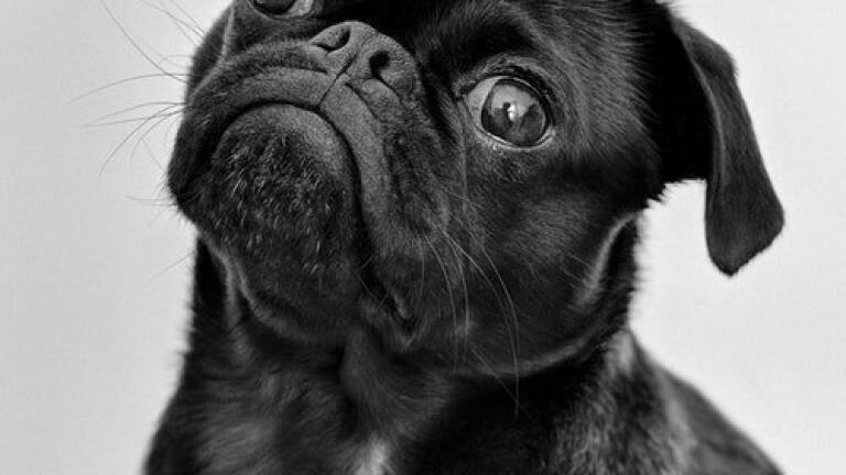 What Biomarkers Are Dogs Sniffing Out? - Chromatography Investigates