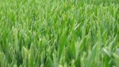 New C18 Cannabinoid HPLC Columns