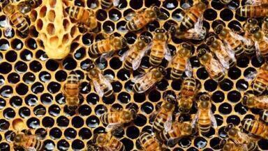 HPLC Detects Antibiotics in Honey