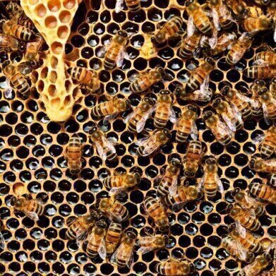 HPLC Detects Antibiotics in Honey