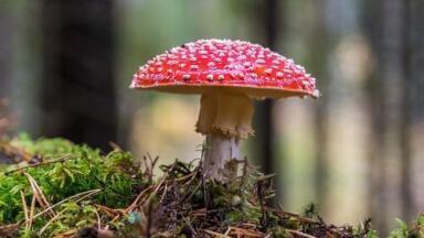 Are Wild Mushrooms Safe? - Chromatography Investigates