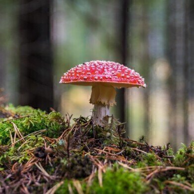 Are Wild Mushrooms Safe? - Chromatography Investigates