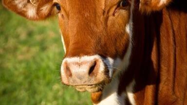 Does the Season Affect Your Beef? - GCMS Explores