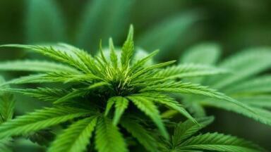 Are Law Enforcement Officers Getting a Contact High from Cannabis? - Chromatography Explores