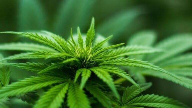 Are Law Enforcement Officers Getting a Contact High from Cannabis? - Chromatography Explores