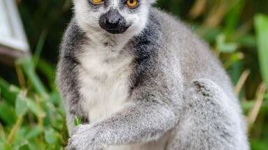 Chromatography Explores How Lemurs Use Their Own Natural Perfume