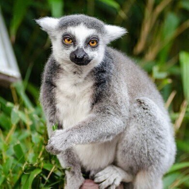 Chromatography Explores How Lemurs Use Their Own Natural Perfume