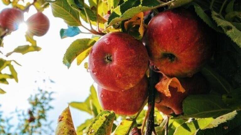 Normal vs Organic Apples - Chromatography Puts Them to the Test