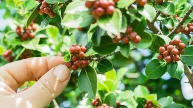 Are Your Coffee Beans Safe? - Chromatography Checks for Mycotoxins