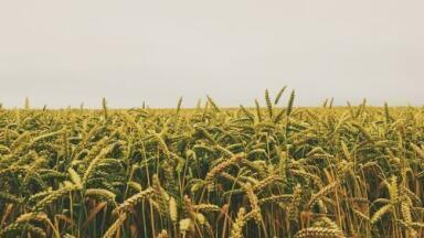 How Do Insecticides Affect Farming Communities? - Chromatography Investigates