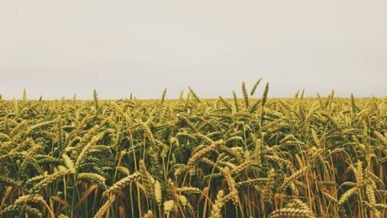 How Do Insecticides Affect Farming Communities? - Chromatography Investigates