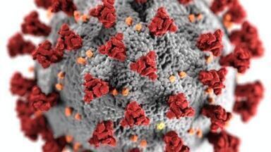 Can Rhododendron Petals Work Against Coronavirus? - Chromatography Explores