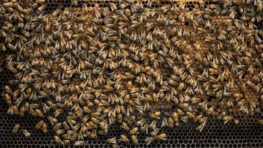 Do Pesticides Affect Honey? - Chromatography Investigates