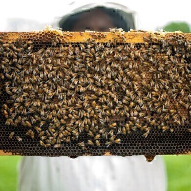 Do Pesticides Affect Honey? - Chromatography Investigates