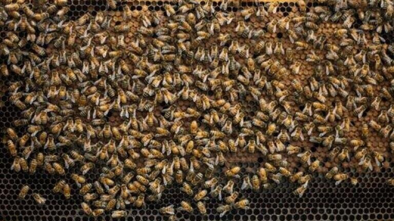 Do Pesticides Affect Honey? - Chromatography Investigates
