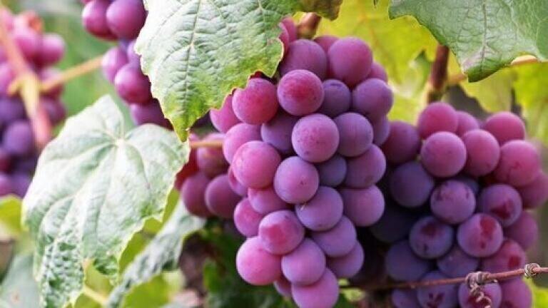 Can Chromatography Unlock the Power of Waste from Grapes & Olives?