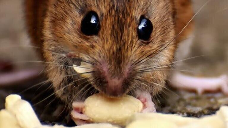 Detecting Rat Poison in Humans with Chromatography
