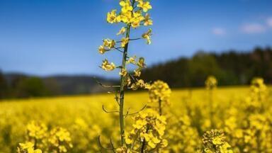 Is Canola Oil Healthier Than Soybean Oil? - Chromatography Investigates
