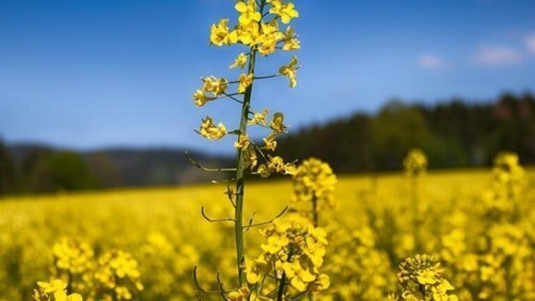 Is Canola Oil Healthier Than Soybean Oil? - Chromatography Investigates