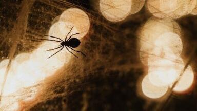 How Does Spider Venom Vary Over Time? - Chromatography Investigates