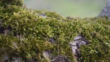 Finding the Right Lichens with the Help of Chromatography