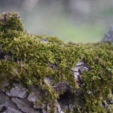 Finding the Right Lichens with the Help of Chromatography