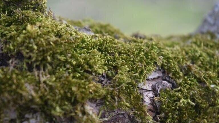 Finding the Right Lichens with the Help of Chromatography