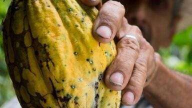 Protecting Cacao from Rot with Help from Chromatography
