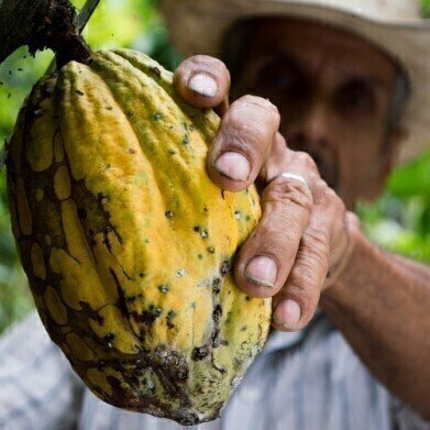 Protecting Cacao from Rot with Help from Chromatography