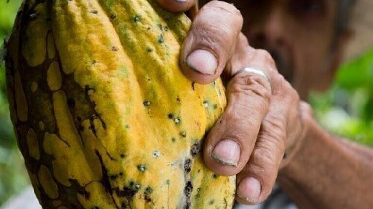 Protecting Cacao from Rot with Help from Chromatography