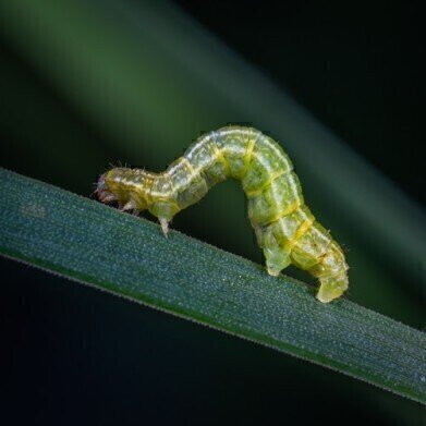 Chromatography Uncovers How Caterpillars Coexist with Predatory Ants