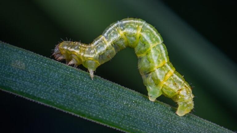 Chromatography Uncovers How Caterpillars Coexist with Predatory Ants