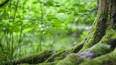 Can Chromatography Make Polymer Coating More Sustainable?