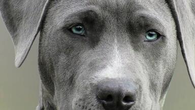 Can Chromatography Make Dog Food More Appealing?