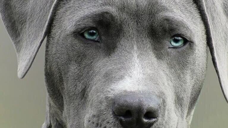 Can Chromatography Make Dog Food More Appealing?