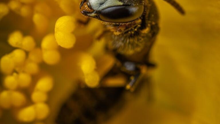 How Well Does Ethanol Preserve Insect Chemical Compounds? - Chromatography Explores
