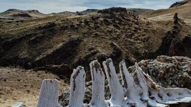 When Did Neanderthals Disappear? - Chromatography Checks the Dates