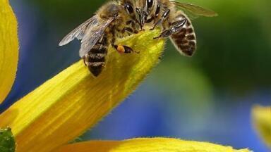 Predicting How Viruses Affect Bees - Chromatography Explores