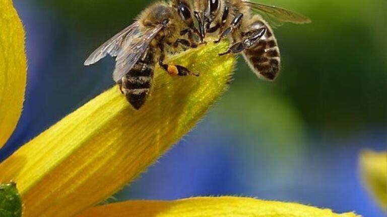 Predicting How Viruses Affect Bees - Chromatography Explores