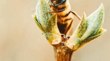 What is Africa Oldest Sweetener? - Chromatography Explores