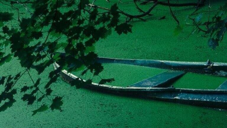 How Safe is Your Local Pond? - Chromatography Investigates