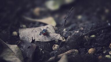 Can the Smell of Death Lure in Coffin Flies? Chromatography Investigates