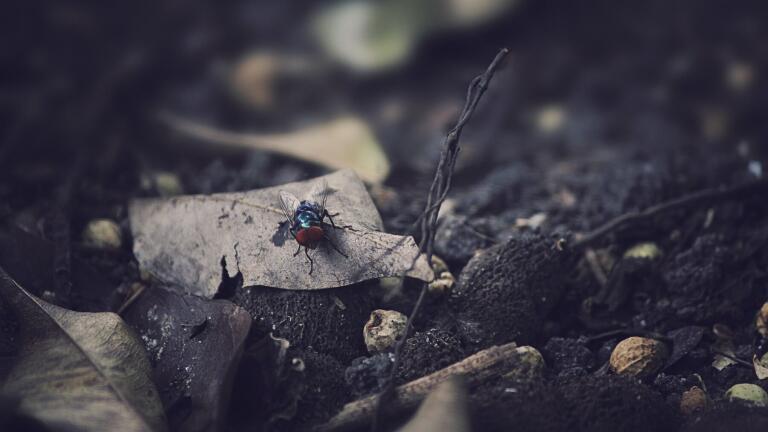 Can the Smell of Death Lure in Coffin Flies? Chromatography Investigates