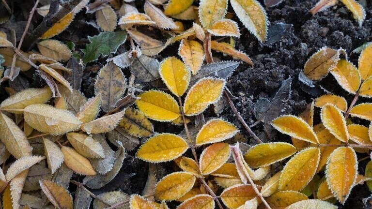 How Do Plants Cope with Stress? Chromatography Explores