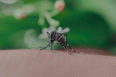 Why Do Mosquitoes Bite Some People and Not Others?