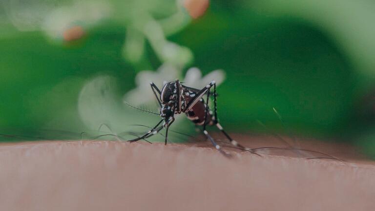 Why Do Mosquitoes Bite Some People and Not Others?