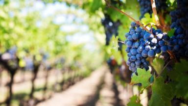 How to Slow Grape Ripening for Better Wine Using Chromatography
