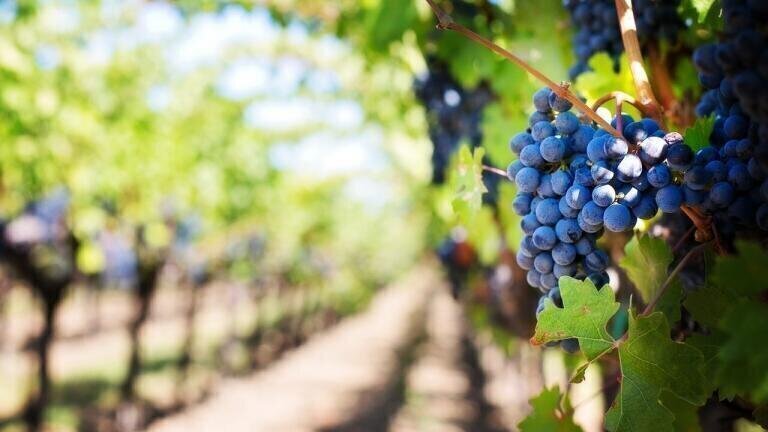 How to Slow Grape Ripening for Better Wine Using Chromatography