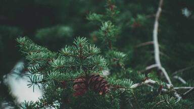 Can Trees Monitor Pollution with the Help of Chromatography?